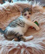 PISI, Katze, Europäisch Kurzhaar in Bulgarien - Bild 6