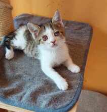 PISI, Katze, Europäisch Kurzhaar in Bulgarien - Bild 9