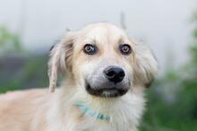 THOMAS2, Hund, Mischlingshund in Ukraine - Bild 1