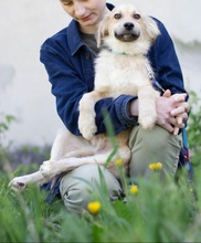 THOMAS2, Hund, Mischlingshund in Ukraine - Bild 2