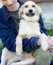 THOMAS2, Hund, Mischlingshund in Ukraine - Bild 3