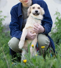 THOMAS2, Hund, Mischlingshund in Ukraine - Bild 4