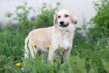 THOMAS2, Hund, Mischlingshund in Ukraine - Bild 5