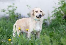 THOMAS2, Hund, Mischlingshund in Ukraine - Bild 6
