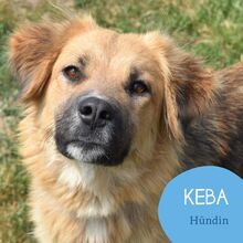 KEBA, Hund, Mischlingshund in Rumänien - Bild 1