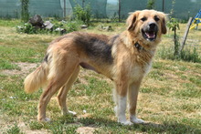 KEBA, Hund, Mischlingshund in Rumänien - Bild 2