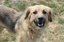KEBA, Hund, Mischlingshund in Rumänien - Bild 3