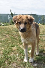 KEBA, Hund, Mischlingshund in Rumänien - Bild 4