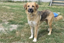KEBA, Hund, Mischlingshund in Rumänien - Bild 5