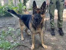 HARRY, Hund, Deutscher Schäferhund in Hamburg - Bild 1