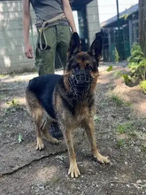 HARRY, Hund, Deutscher Schäferhund in Hamburg - Bild 3
