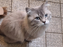 MILOW, Katze, RagaMuffin-Mix in Hamburg - Bild 1