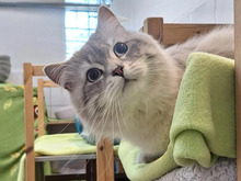 MILOW, Katze, RagaMuffin-Mix in Hamburg - Bild 2