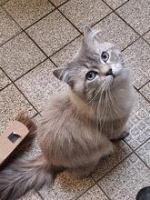 MILOW, Katze, RagaMuffin-Mix in Hamburg - Bild 3