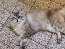 MILOW, Katze, RagaMuffin-Mix in Hamburg - Bild 4
