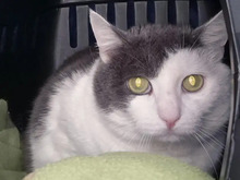 KLUNTJE, Katze, Abessinier in Hamburg - Bild 1