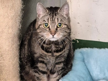 KLUNTJE, Katze, Abessinier in Hamburg - Bild 2