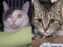 KLUNTJE, Katze, Abessinier in Hamburg - Bild 3