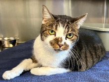 PUKY, Katze, Europäisch Kurzhaar in Hamburg - Bild 1