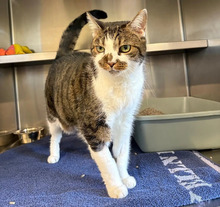 PUKY, Katze, Europäisch Kurzhaar in Hamburg - Bild 2