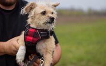 ARIMA, Hund, Mischlingshund in Frankfurt - Bild 1