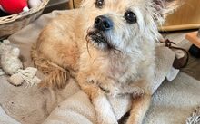 ARIMA, Hund, Mischlingshund in Frankfurt - Bild 2