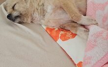 ARIMA, Hund, Mischlingshund in Frankfurt - Bild 3