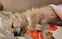 ARIMA, Hund, Mischlingshund in Frankfurt - Bild 4