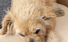 ARIMA, Hund, Mischlingshund in Frankfurt - Bild 6
