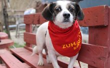 BILI, Hund, Mischlingshund in Unkel