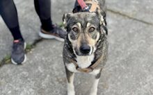 FINE, Hund, Mischlingshund in Bremen - Bild 1