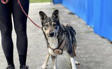 FINE, Hund, Mischlingshund in Bremen - Bild 2