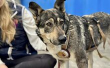 FINE, Hund, Mischlingshund in Bremen - Bild 3