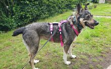 FINE, Hund, Mischlingshund in Bremen - Bild 4