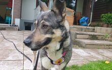 FINE, Hund, Mischlingshund in Bremen - Bild 5