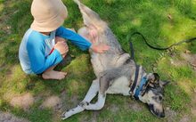 FINE, Hund, Mischlingshund in Bremen - Bild 6