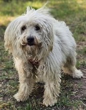 AMATUS, Hund, Puli-Mix in Ungarn - Bild 1