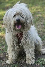 AMATUS, Hund, Puli-Mix in Ungarn - Bild 2