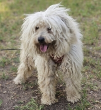 AMATUS, Hund, Puli-Mix in Ungarn - Bild 3