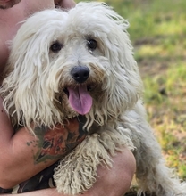 AMATUS, Hund, Puli-Mix in Ungarn - Bild 4
