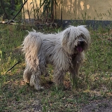AMATUS, Hund, Puli-Mix in Ungarn - Bild 5