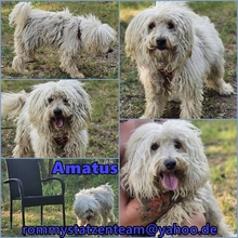 AMATUS, Hund, Puli-Mix in Ungarn - Bild 6