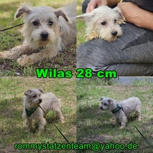WILAS, Hund, Malteser-Mix in Ungarn - Bild 1