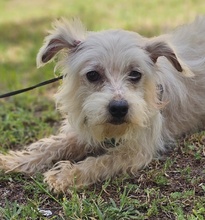 WILAS, Hund, Malteser-Mix in Ungarn - Bild 2