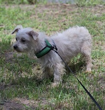WILAS, Hund, Malteser-Mix in Ungarn - Bild 3