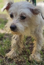 WILAS, Hund, Malteser-Mix in Ungarn - Bild 4