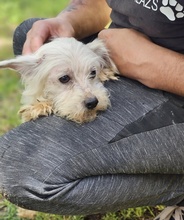 WILAS, Hund, Malteser-Mix in Ungarn - Bild 5