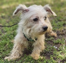 WILAS, Hund, Malteser-Mix in Ungarn - Bild 6