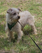 WILAS, Hund, Malteser-Mix in Ungarn - Bild 8