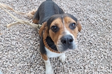 CELENTANO, Hund, Beagle-Mix in Italien - Bild 1